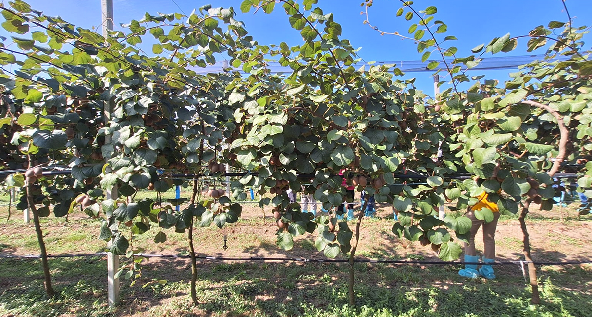Nella foto: forma d'allevamento pergoletta "alta"